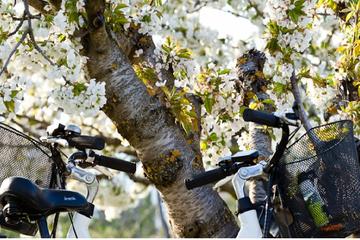 Visit of Provence and the Carrieres de Lumieres by Electric Bike from Saint-Rémy-de-Provence