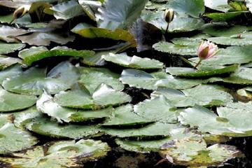 Giverny and Versailles Small Group Tour from Paris