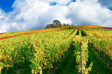 Small-Group Champagne Tasting Day Trip from Paris with Moet et Chandon and Reims Cathedral Visit