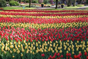 Private Day Tour of Tulips and Windmills including a Pancake Lunch