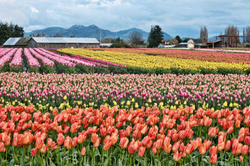 Skagit Valley Tulip Festival Tour