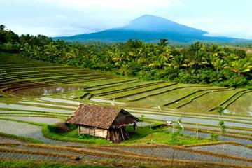 Day Trip to Northern Bali