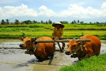 Full-Day Tour: Local Life in Bali