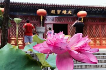 Private Spiritual Tour of Confucianism Taoism and Buddhism including Lunch and Tea Ceremony