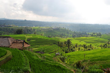 Private Tour: Bali Temple and Countryside Tour