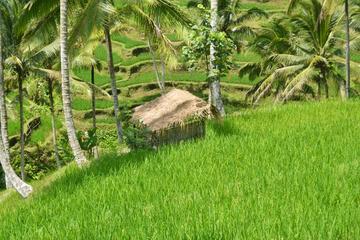 Private Tour: Experience East Bali