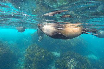3 Day Safari Camp - Freycinet and Tasman Peninsula - Walking tour