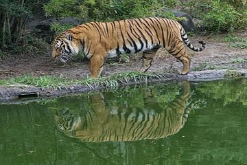 Private Day Trip to Sundarban from Khulna