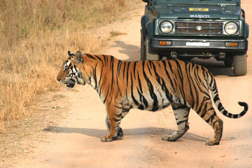 Private Tiger Safari to Panna National Park from Khajuraho