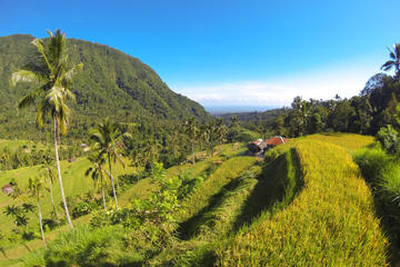 Bali Day Tour of Sunrise Watch at Kintamani, Lemukih Rice Field and Sekumpul Waterfalls