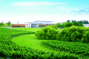 Wine Makers Experience from Auckland