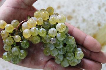 Small-Group Day Trip to Alvarinho Vinho Verde Wine Region from Porto