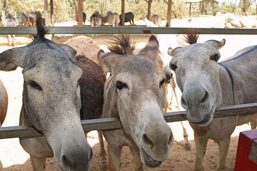 Half-Day Animal Sanctuary Tour in Aruba