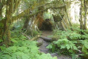 Private Olympic Peninsula and Forest Tour