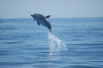 Among Whales and Volcanoes Full Day Tour Including Lunch