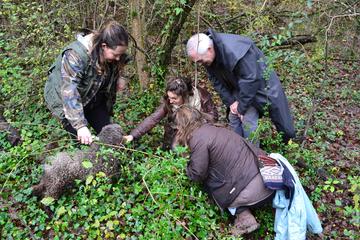 Small-Group Truffle Hunting and Wine Experience from Florence with Lunch