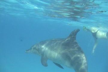 Dolphin House and Banana Boat Fun from Hurghada