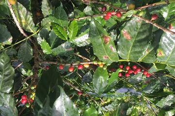 How Gourmet coffee is made