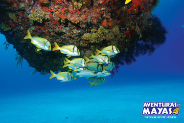 Snorkel Xtreme Cancun