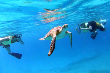 Turtle Cove Snorkel and Sail Adventure at Buck Island National Wildlife Refuge