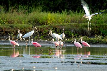 Birdwatching at Mundo Aventura Natural Park