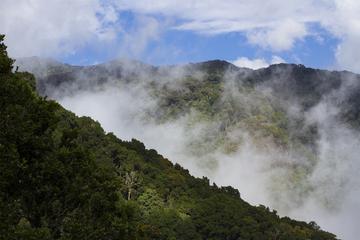 Cloud Forest Hike at Juan Castro Blanco National Park