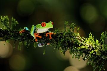 Rainforest Night Walk and Authentic Costa Rican Dinner from La Fortuna