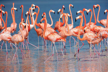 Celestun Tour from Merida
