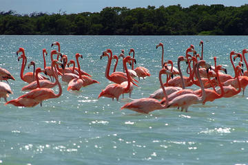 Rio Lagartos and Las Coloradas from Merida