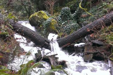 Vancouver Island Rainforest Guided Hike with Private Guide
