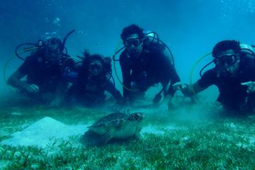 Certified Guided Reef Dive in St Thomas