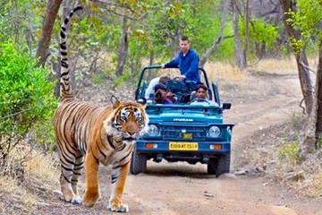 Golden Triangle & Tigers (Delhi-Agra-Jaipur-Ranthambore National Park)