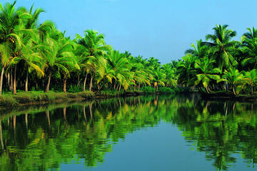 MS Amsterdam Kochi Shore Excursion: Backwater Houseboat Tour and Fort Kochi