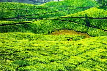 Munnar Sightseeing Tour with Plantation walk - Private Tour