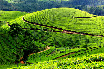 Private 4-Day Kerala Tour From Delhi with Munnar and Aleppey and 2-Way flights