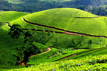 Private 7-Day Kerala Tour with Houseboat Cruise from Delhi with 2-Way Flights
