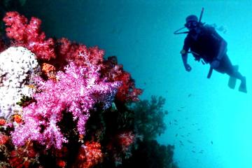 2 Tank Dive in Cozumel