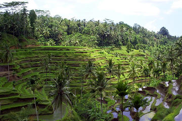 Private Tour: All about Ubud Full-Day Tour
