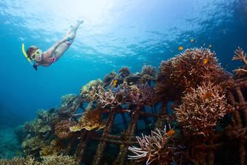 USS Liberty Shipwreck Snorkeling at Tulamben Bali