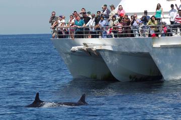 Port Stephens Dolphin Watch Tour from Sydney
