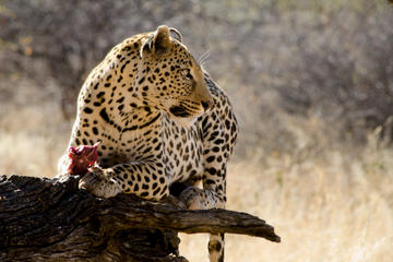 10-Day Namibian Explorer from Windhoek
