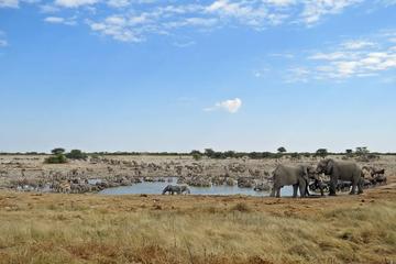 3-Day Etosha Wildlife Small Group Tour from Windhoek