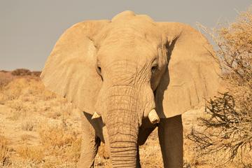 7 Day Northern Namibia Adventure - Camping Tour
