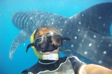 Snorkel and Swim with a Whale Shark Tour