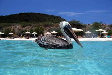 Curacao Day Trips & Excursions