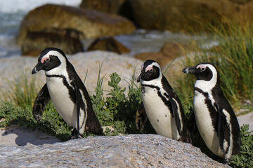 Morning at Boulders Beach Half day Tour