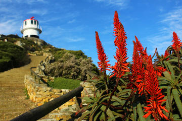 Morning at Cape Point Half day tour