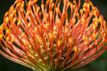 Morning in Kirstenbosch Botanical Gardens Half day tour