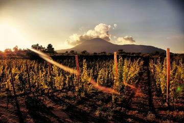 Wine Tasting on the Slopes of Vesuvius Including Lunch