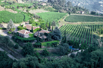 Green Wine Tour: wine, food and culture in one day